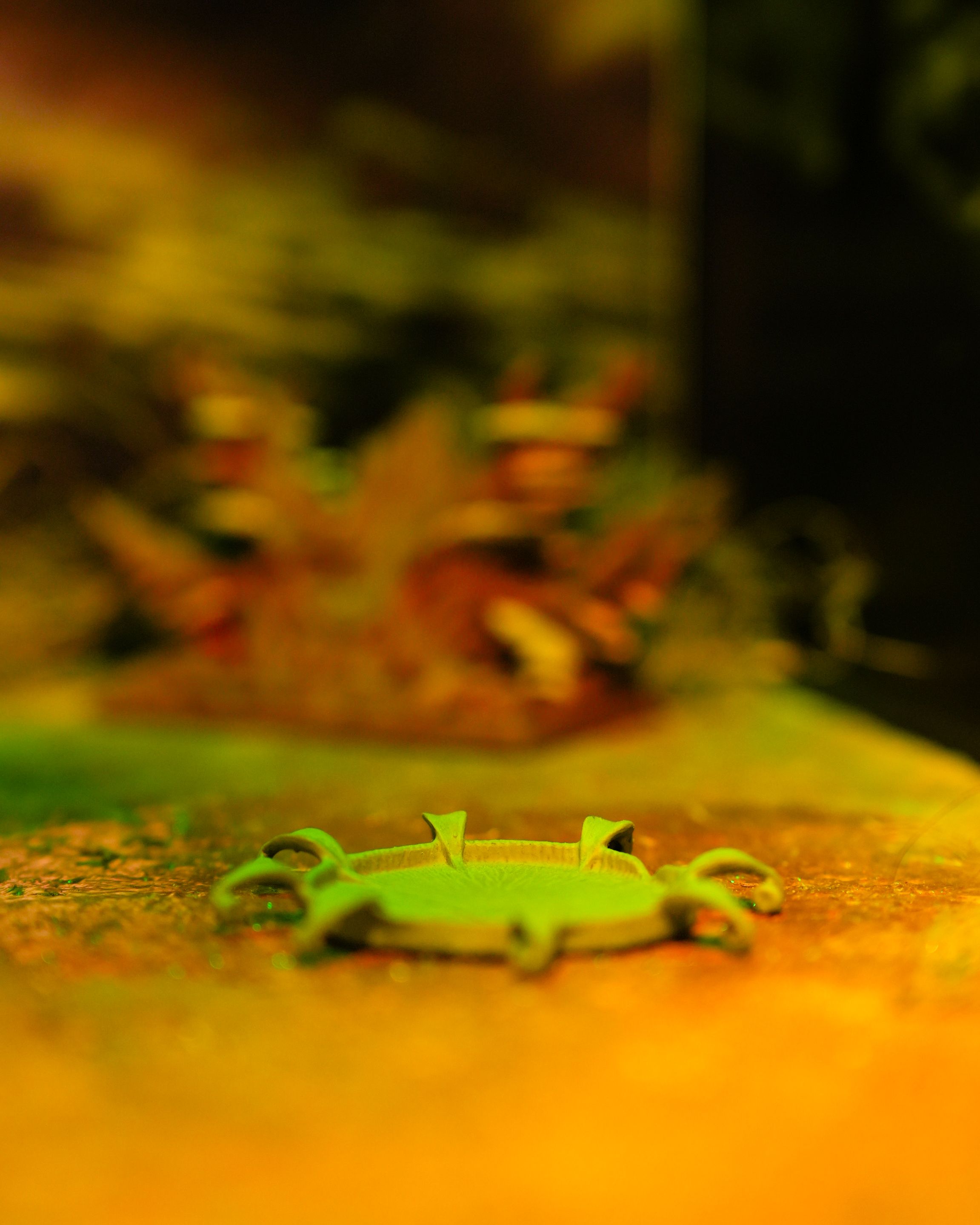 Велика водна лілія